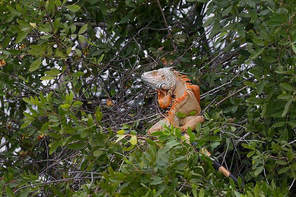 Jones, Adam 아티스트의 Large Green iguana-an invasive species in Florida작품입니다.